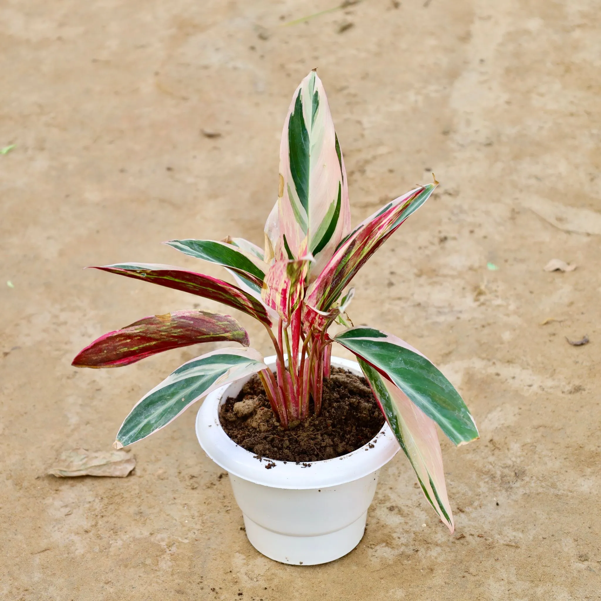Calathea Tricolour in 6 Inch White Classy Plastic Pot