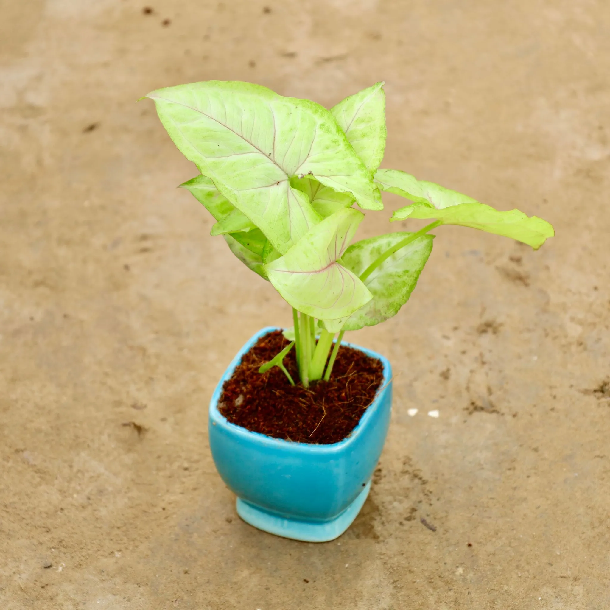 Syngonium Golden in 3 Inch Blue Cute Ceramic Pot