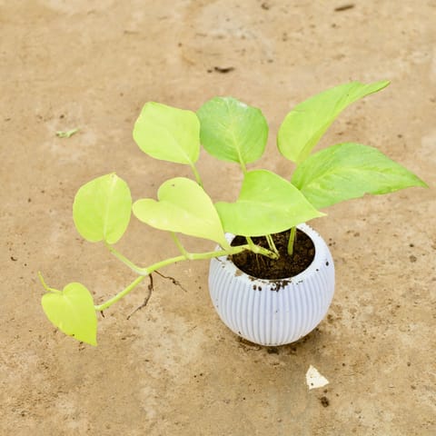Golden Money Plant in 5 Inch White Wave Plastic Pot