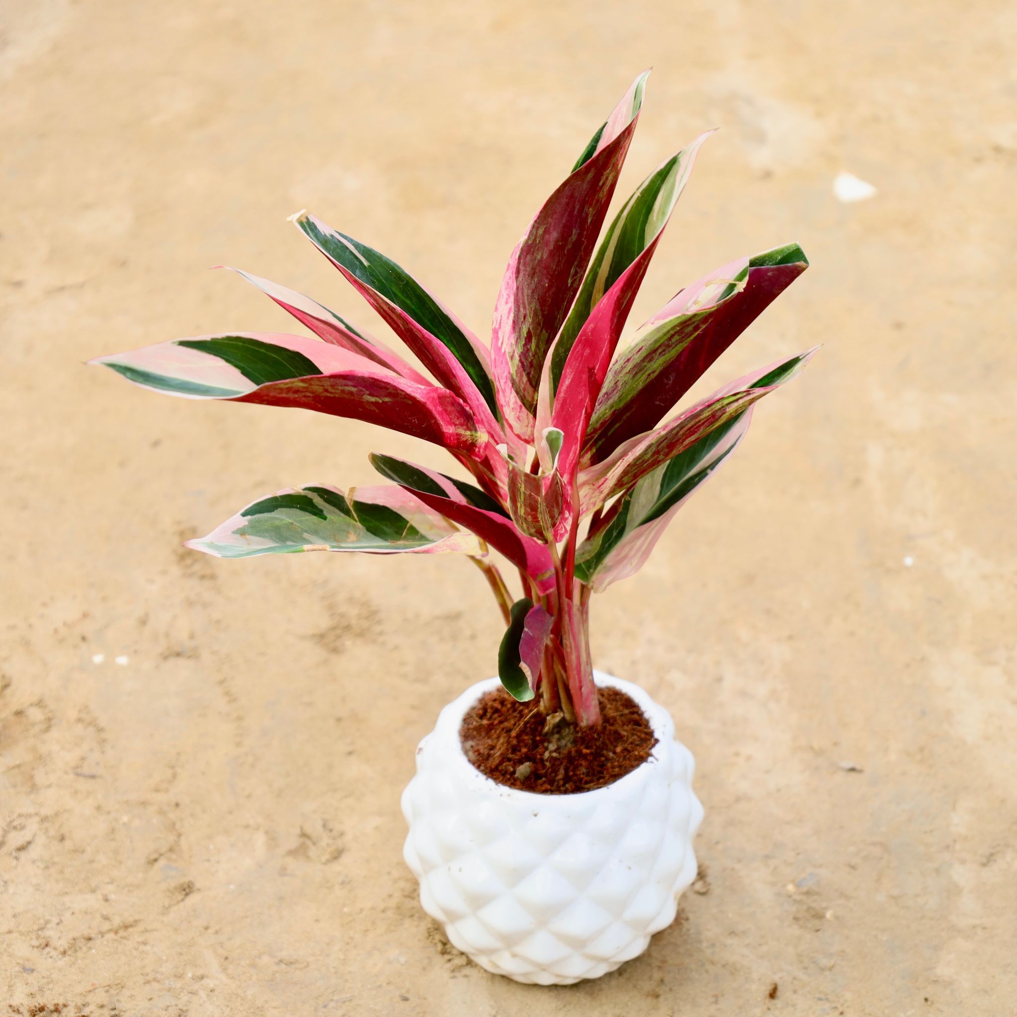 Calathea Tricolour in 4 Inch Pineapple Ceramic Pot (Any Colour)