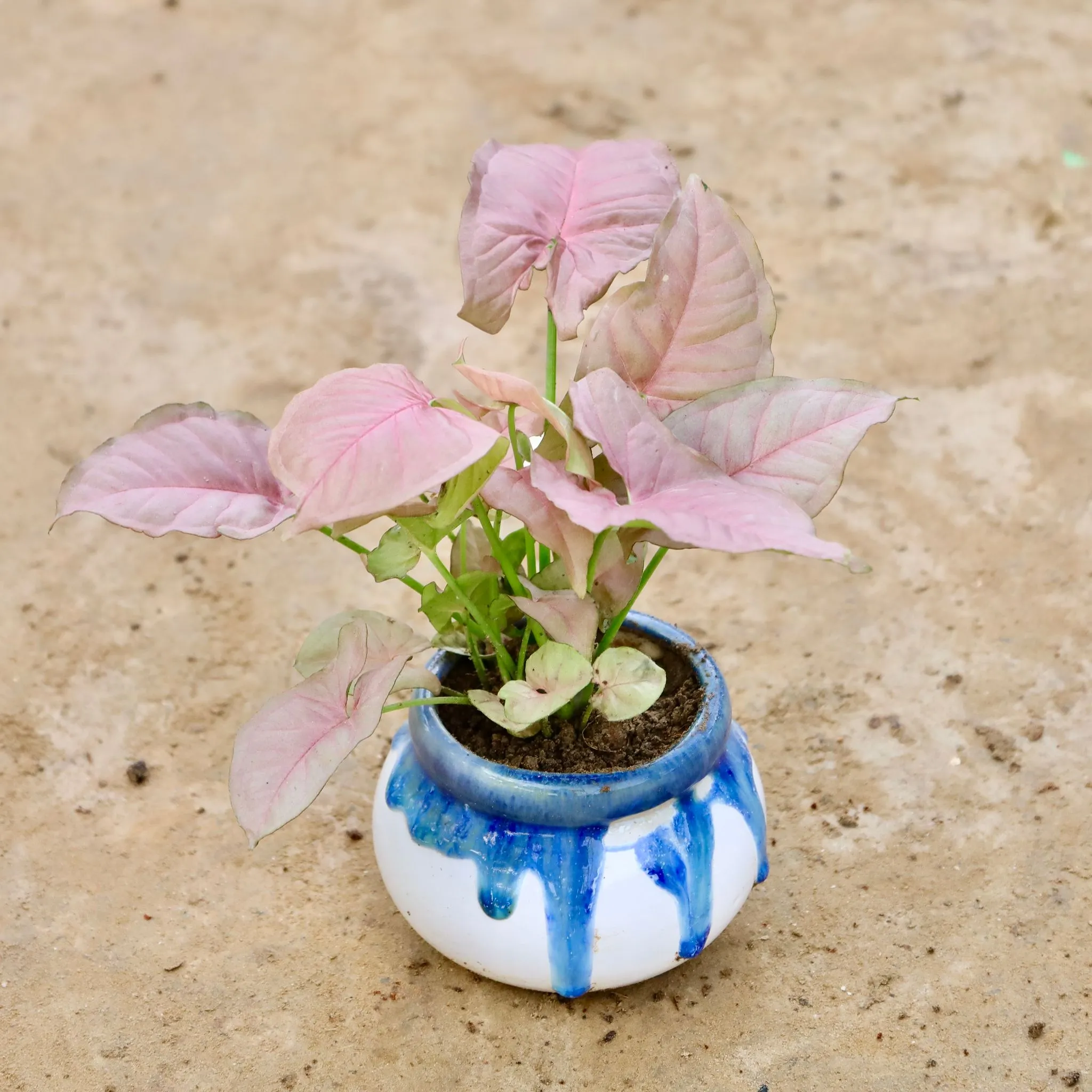 Syngonium Pink in 4 Inch Blue Shaded Handi Ceramic Pot