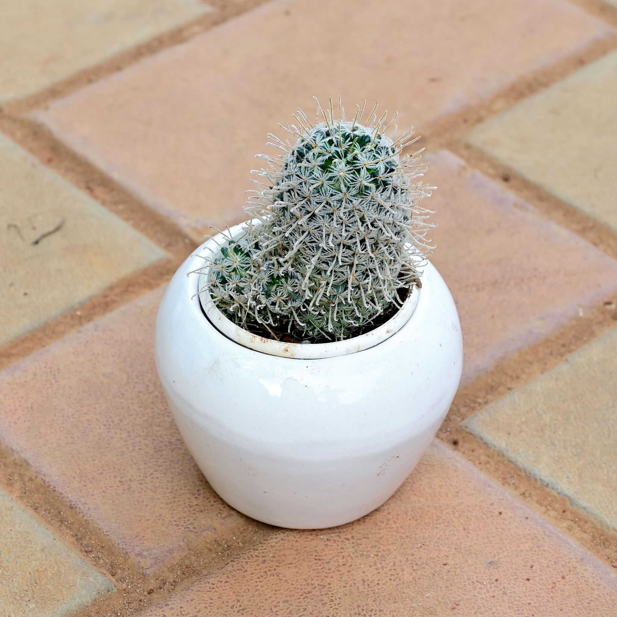 Mammillaria Zeilmanniana Cactus in 3 Inch Classy White Apple Ceramic Pot