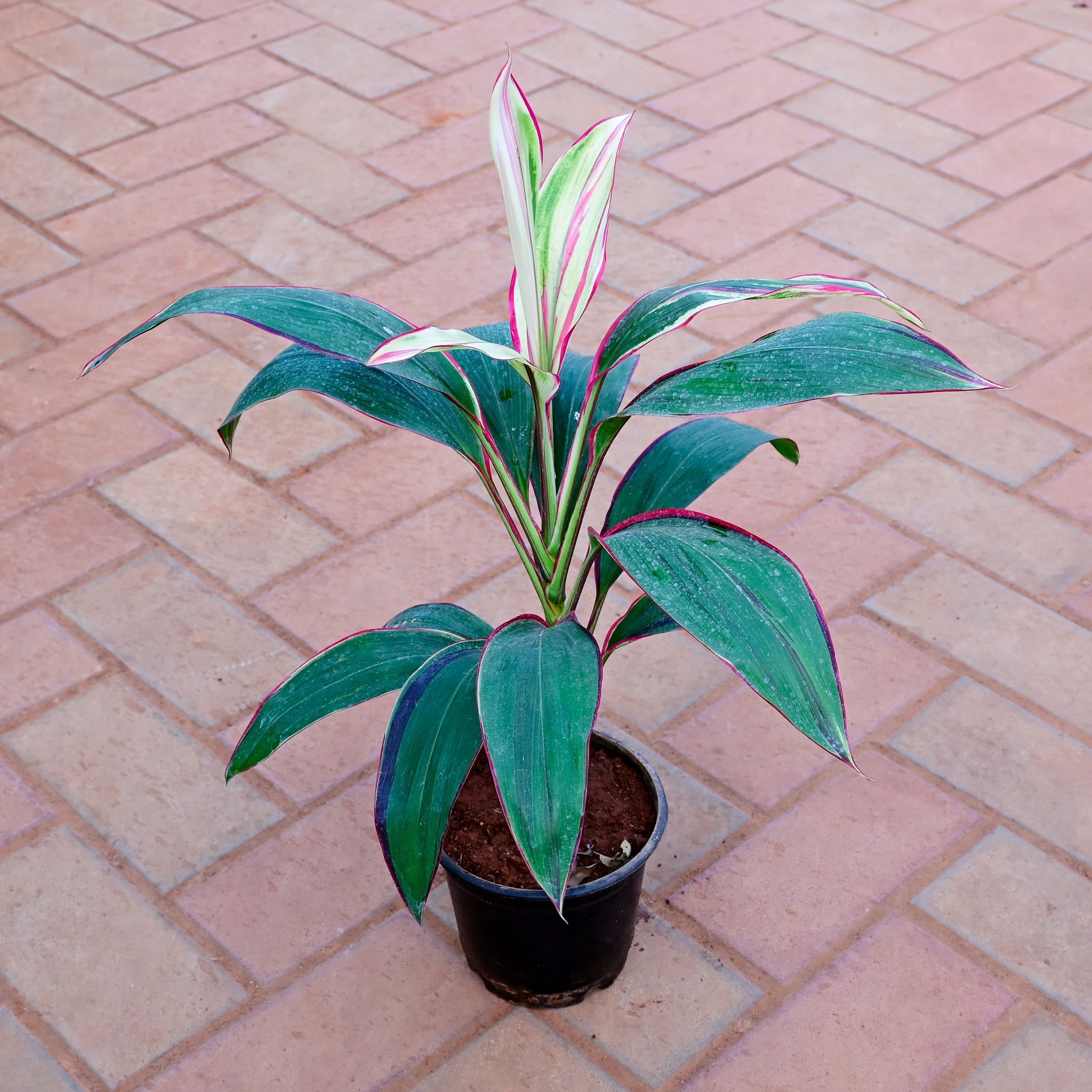 Dracaena Cordyline in 5 Inch Nursery Pot