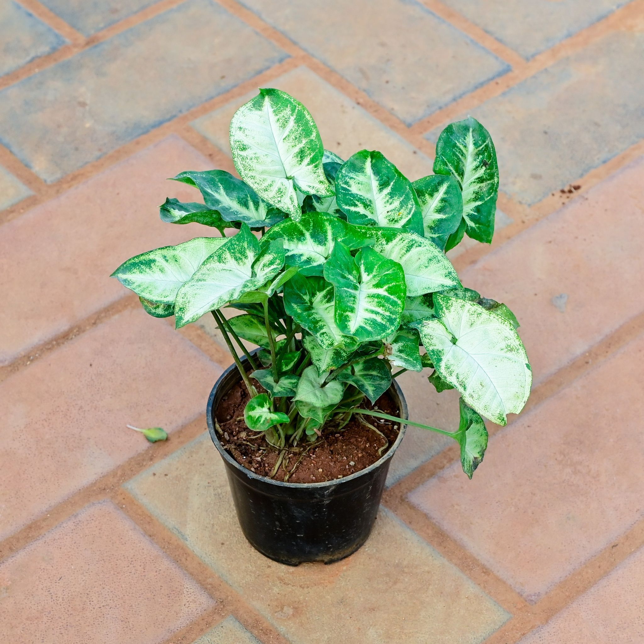 Syngonium White Green in 4 Inch Nursery Pot