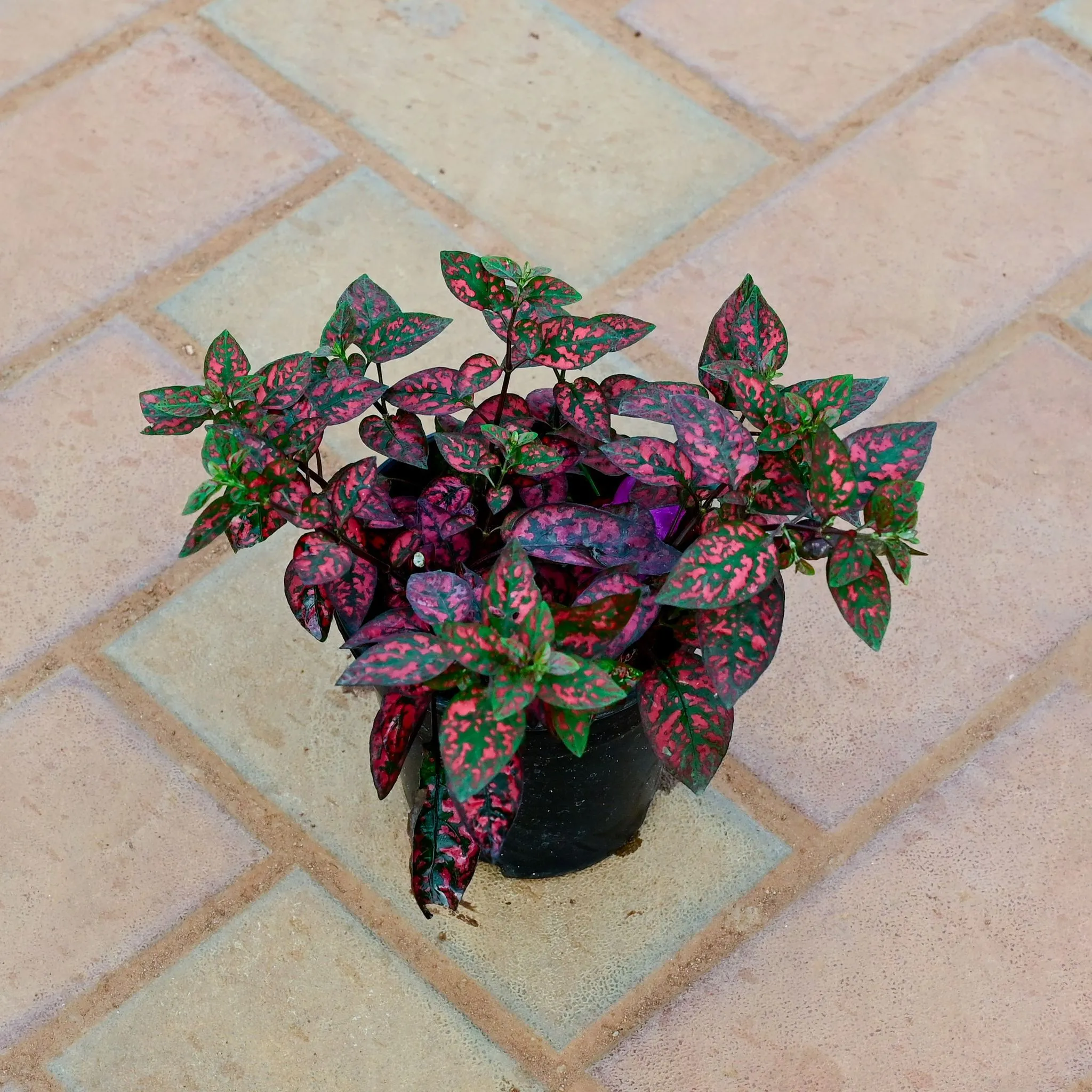 Hypoestes / Polka Dot Red in 4 Inch Nursery Pot