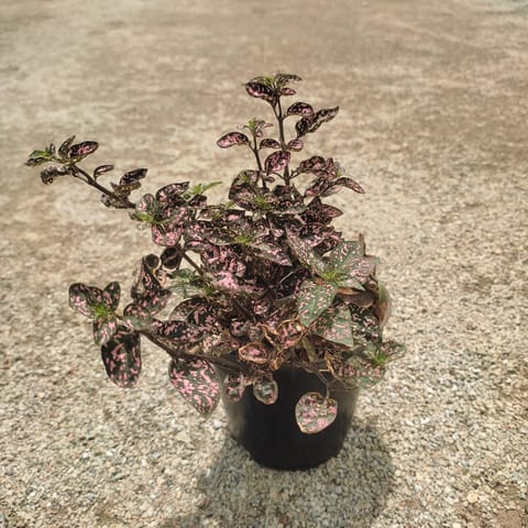 Hypoestes / Polka Dot Red in 4 Inch Nursery Pot