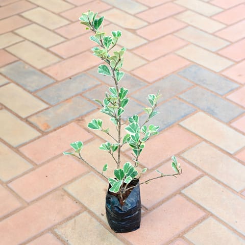 Ficus Star Light in 4 Inch Live Plant Nursery Bag