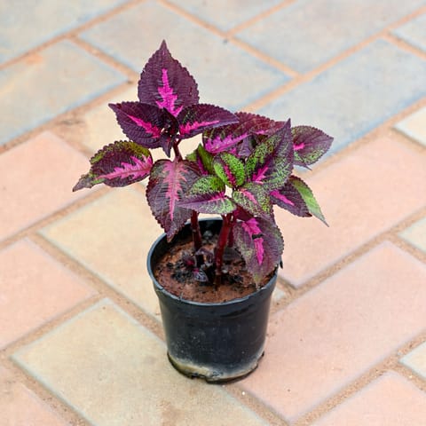 Coleus Red (design may vary) in 4 Inch Nursery Pot