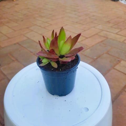 Red Pagoda Succulent in 3 Inch Nursery Pot