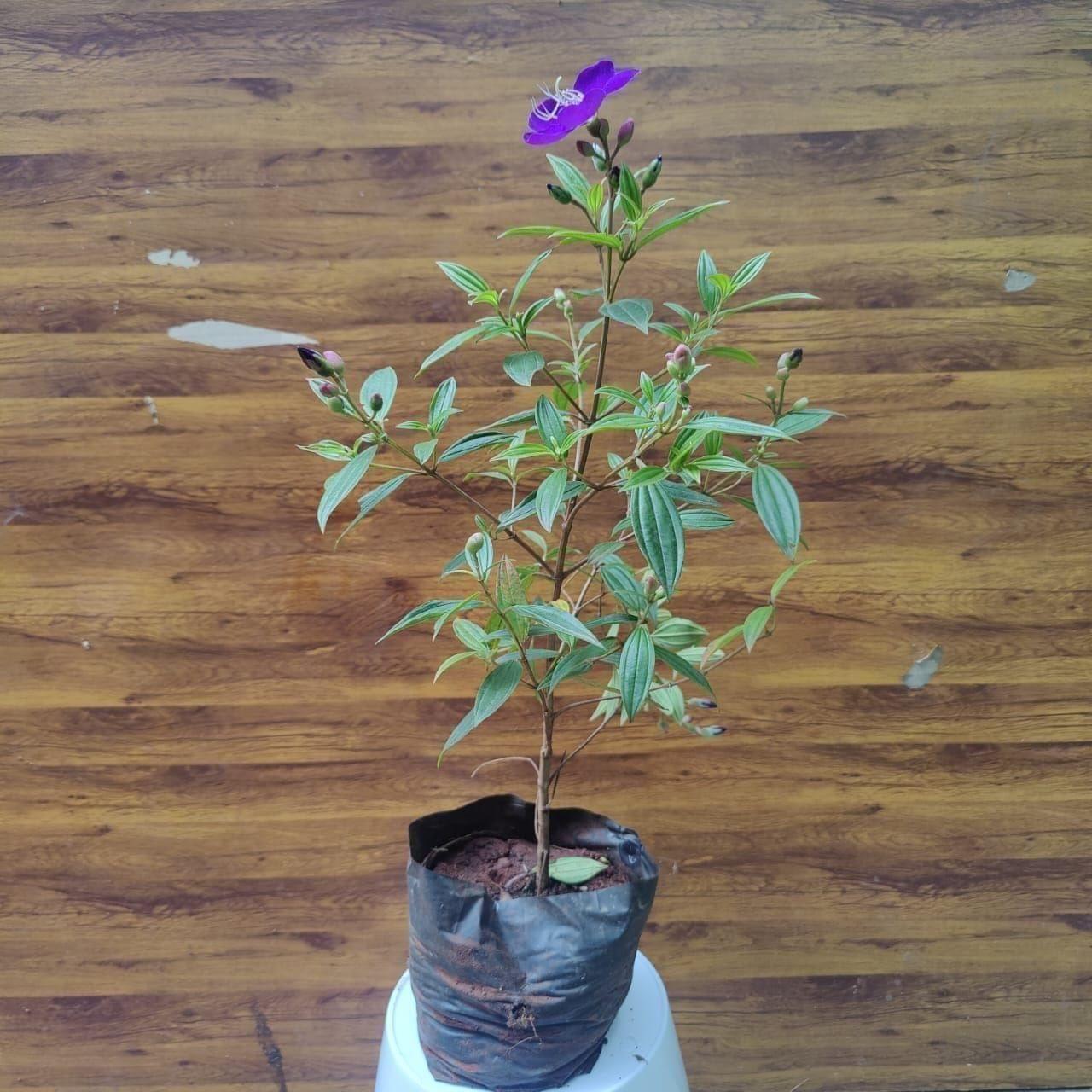 Begum Bahar in 5 Inch Nursery Bag