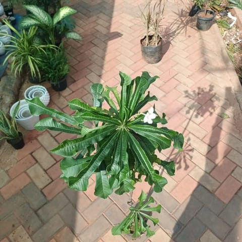 Champa (~ 4 ft) (any colour) in 6 Inch Nursery Bag