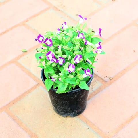 Wishbone / Torenia (any colour) in 4 Inch Nursery Pot (colour may vary)