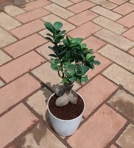 Ficus Bonsai in 5 Inch Live Plant Elegant Plastic Pot (colour may vary)