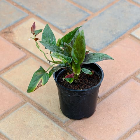 Rare Money Plant Black in 4 Inch Nursery Pot