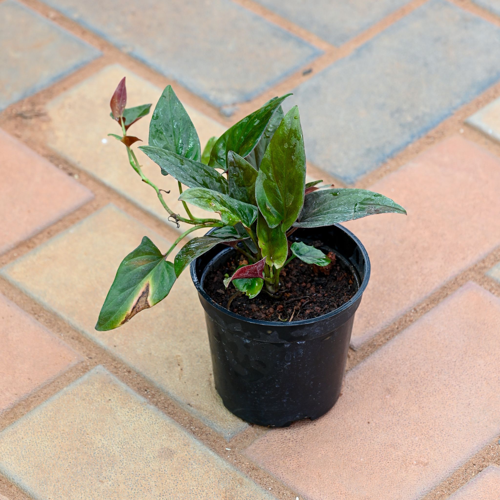 Rare Money Plant Black in 4 Inch Nursery Pot