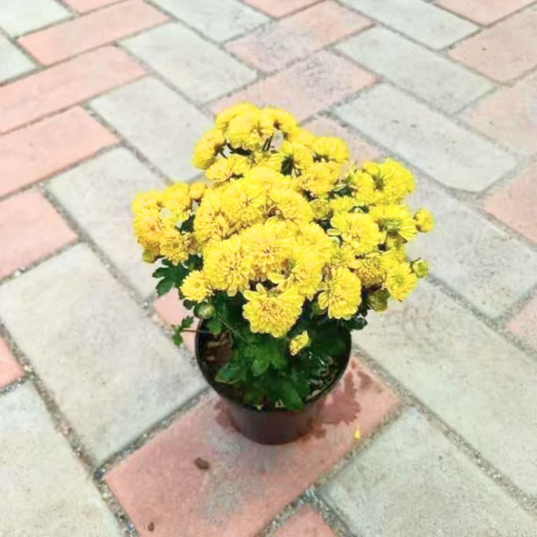 Chrysanthemum / Guldaudi Yellow in 4 Inch Nursery Pot
