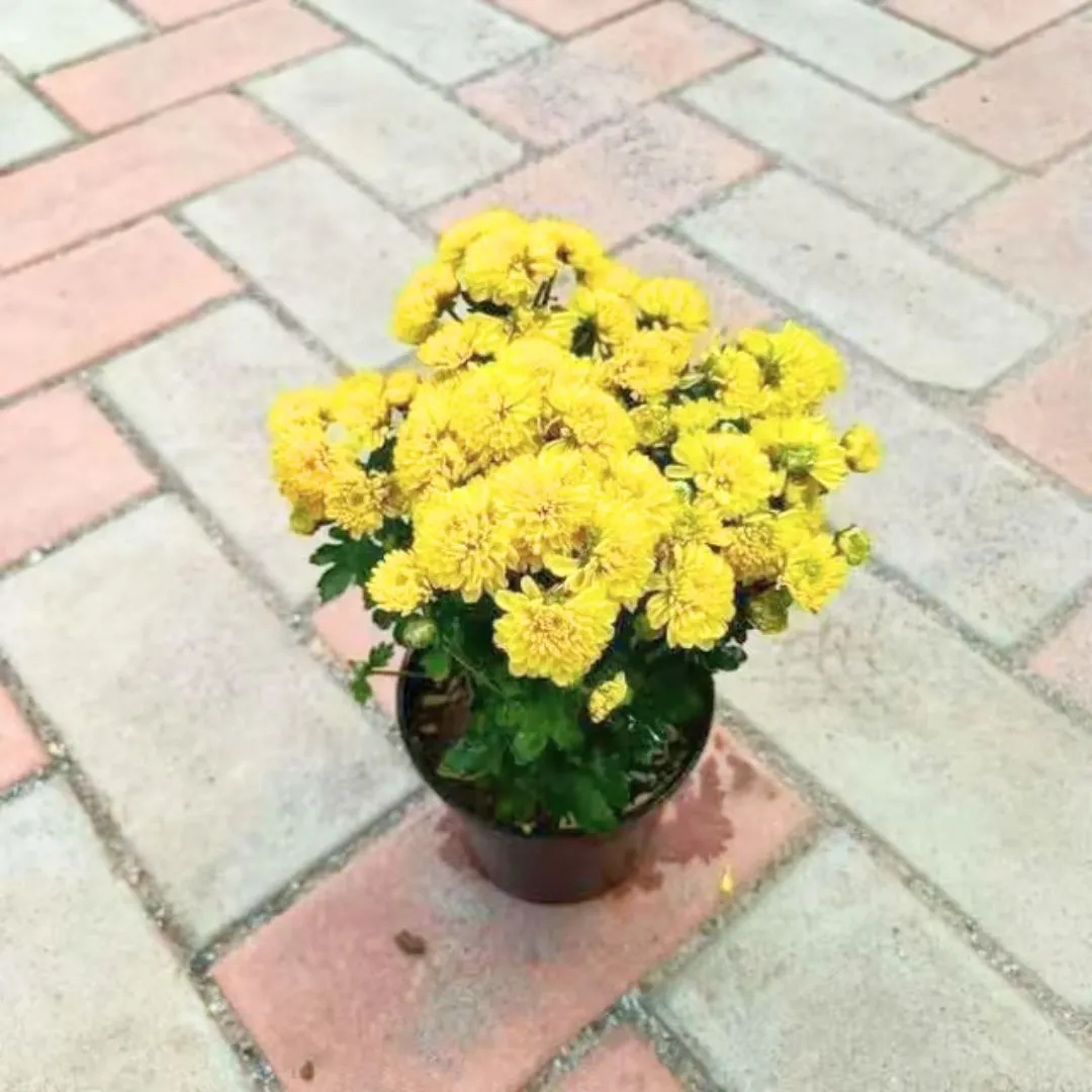 Chrysanthemum / Guldaudi Yellow in 4 Inch Nursery Pot