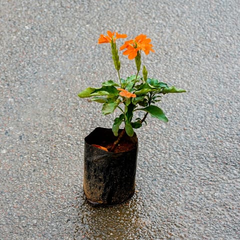 Crossandra / Kanakambaram (Any Colour) in 4 Inch Nursery Bag