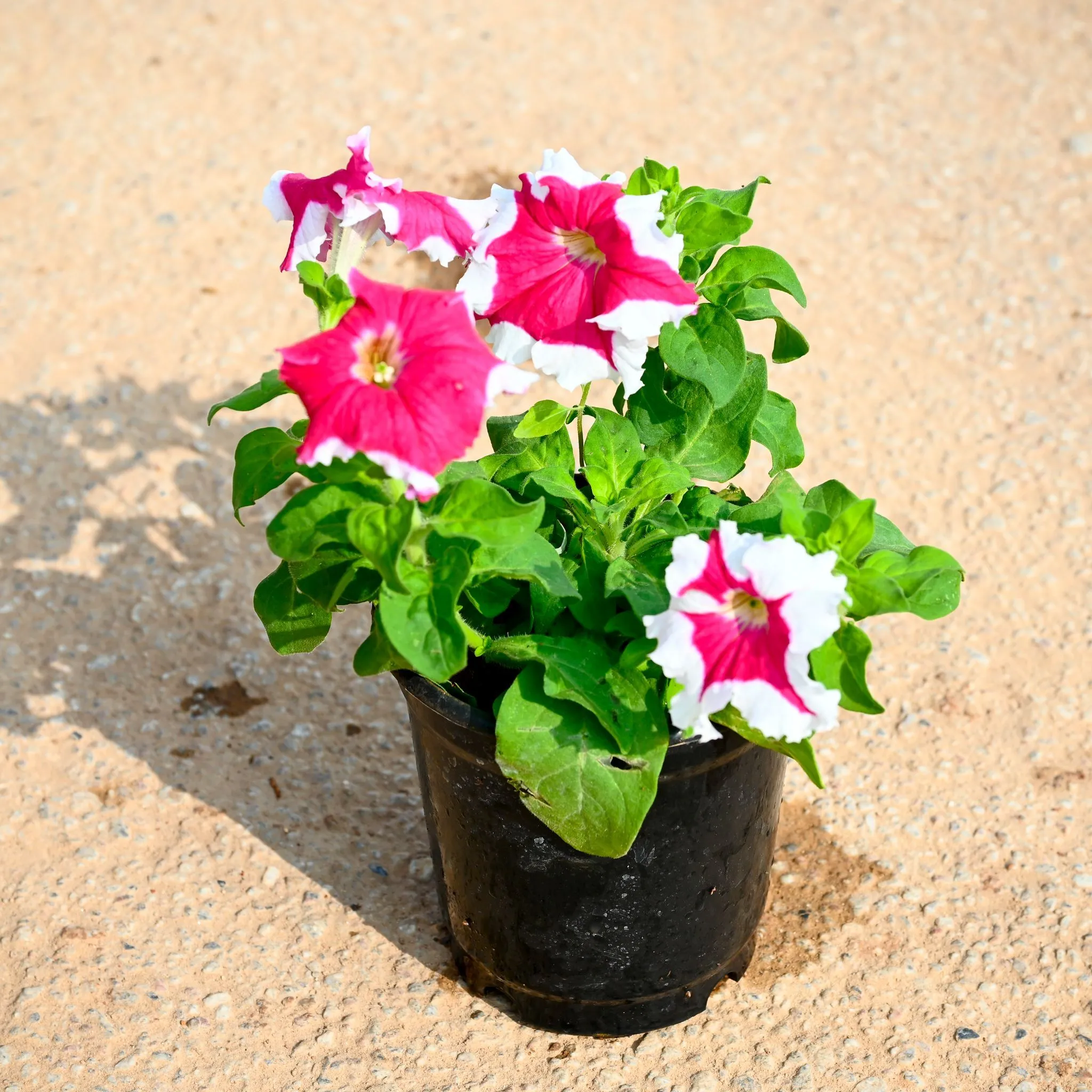 Petunia (Any Colour) in 5 Inch Nursery Pot