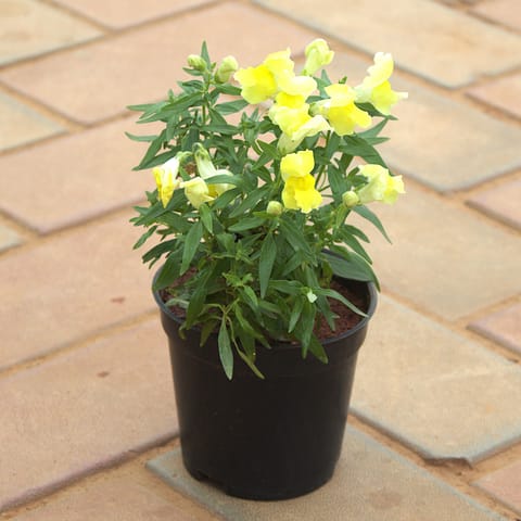 Antirrhinum Majus / Dog Plant Yellow in 4 Inch Nursery Pot