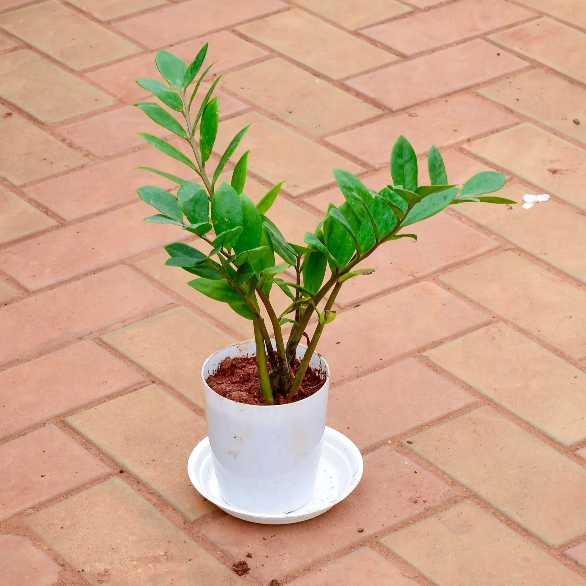 Zz Green in 5 Inch White Premium Sphere Plastic Pot with Tray