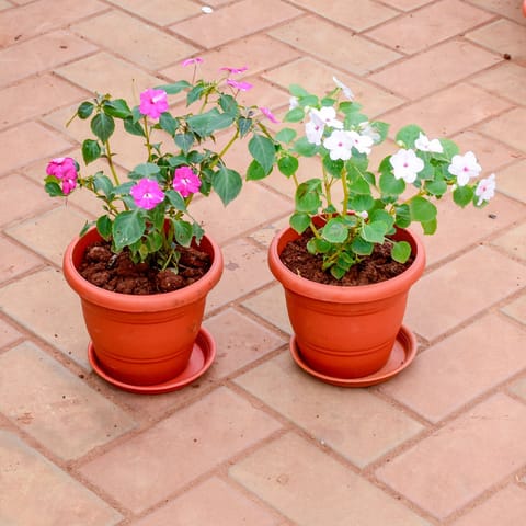 Set of 2 - Balsam (White & Pink) in 7 Inch Classy Red Plastic Pot with Tray
