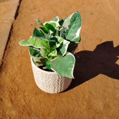 Money Plant N'joy in 4 Inch White Designer Ceramic Pot (any colour)
