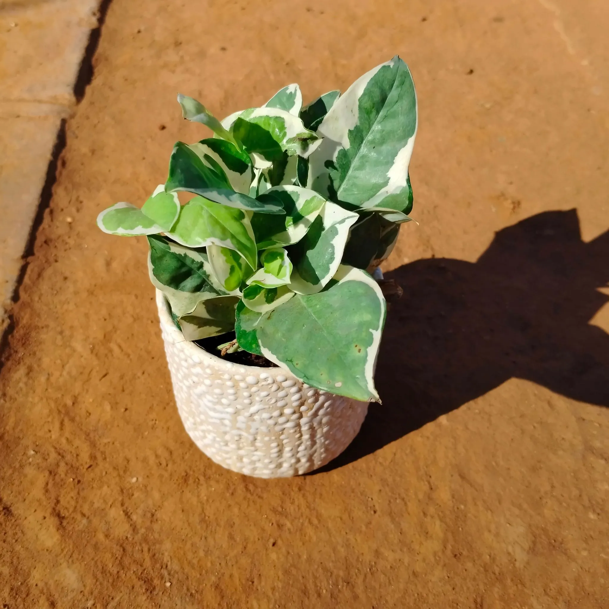 Money Plant N'joy in 4 Inch White Designer Ceramic Pot (any colour)