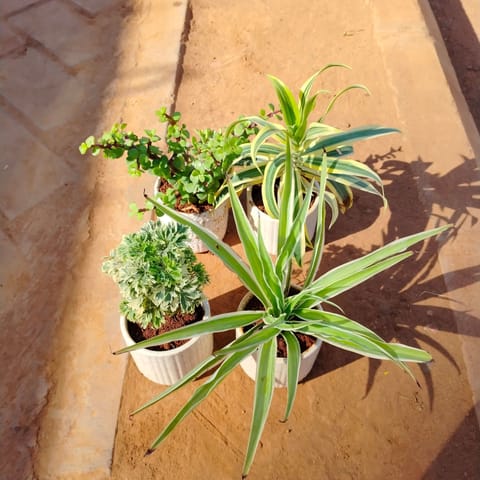 Set of 4 - Aralia White Green, Jade, Spider & Song of India in 4 Inch White Designer Ceramic Pot (any colour)