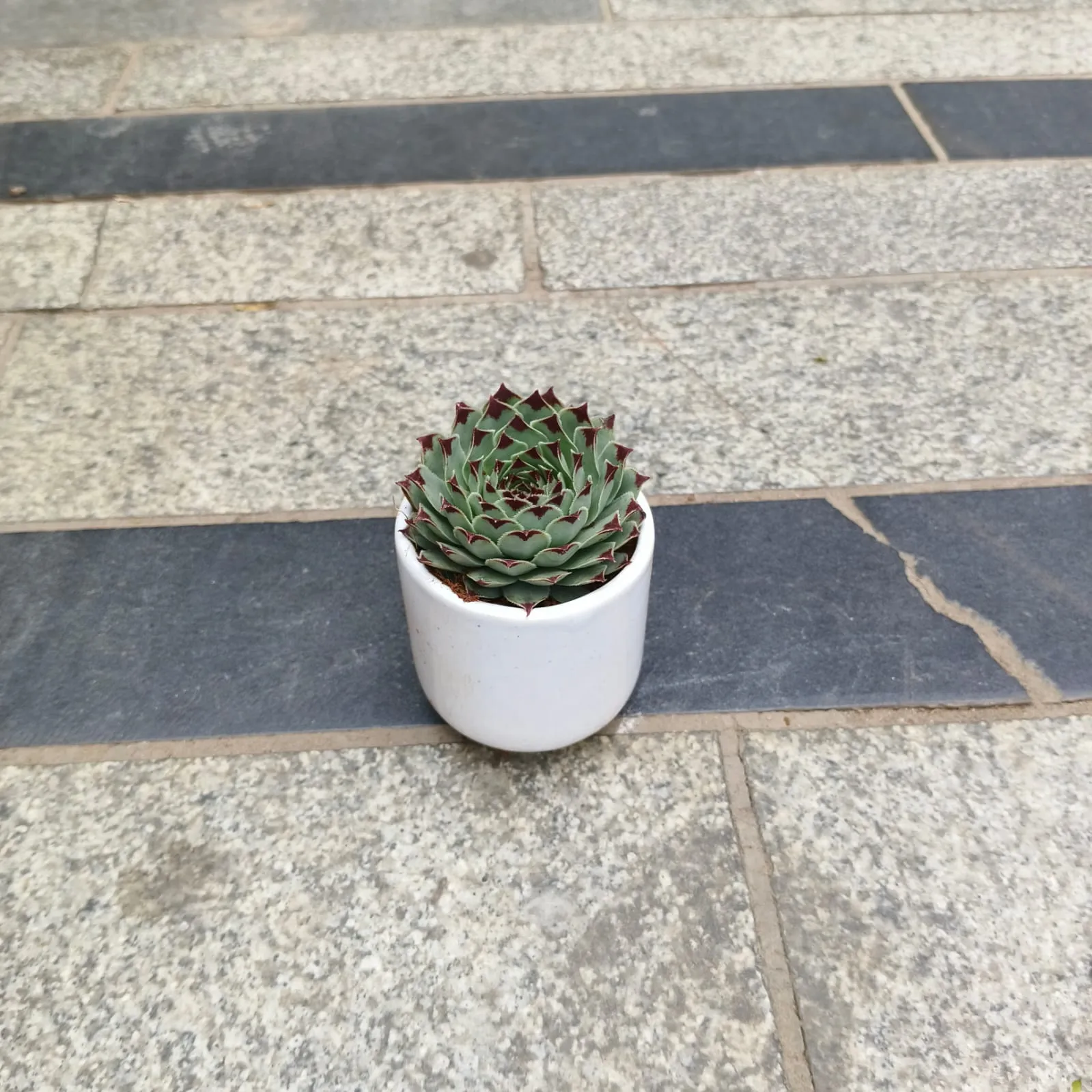Lakshmi / Laxmi Kamal Succulent in 3 Inch Classy Cylindrical Ceramic Pot (any colour)