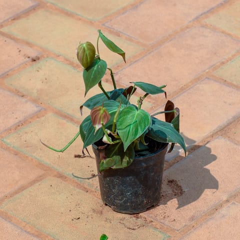 Money Plant Silver in 4 Inch Nursery Pot