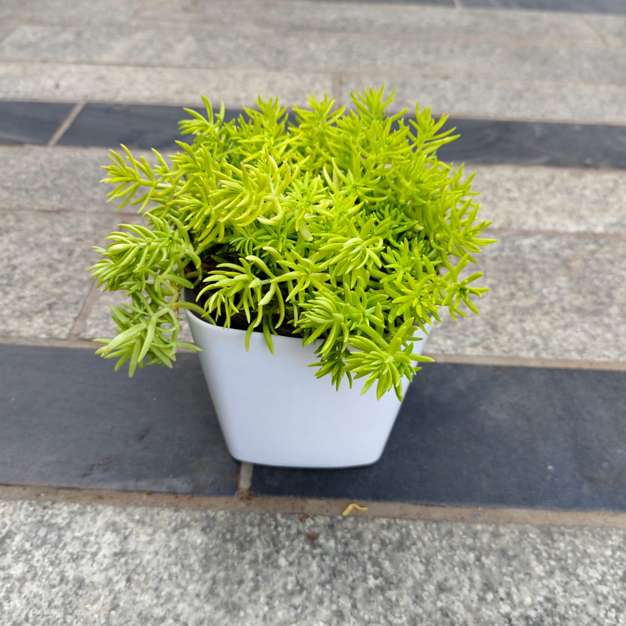 Sedum Yellow in 4 Inch White Premium Square Plastic Pot