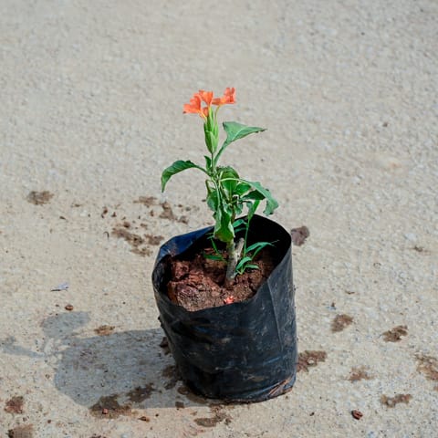 Crossandra / Kanakambaram (any colour) in 4 Inch Nursery Bag
