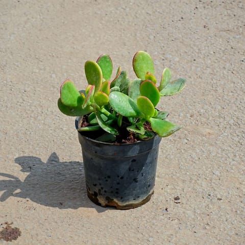 Crassula Arborescens Succulent in 5 Inch Nursery Pot