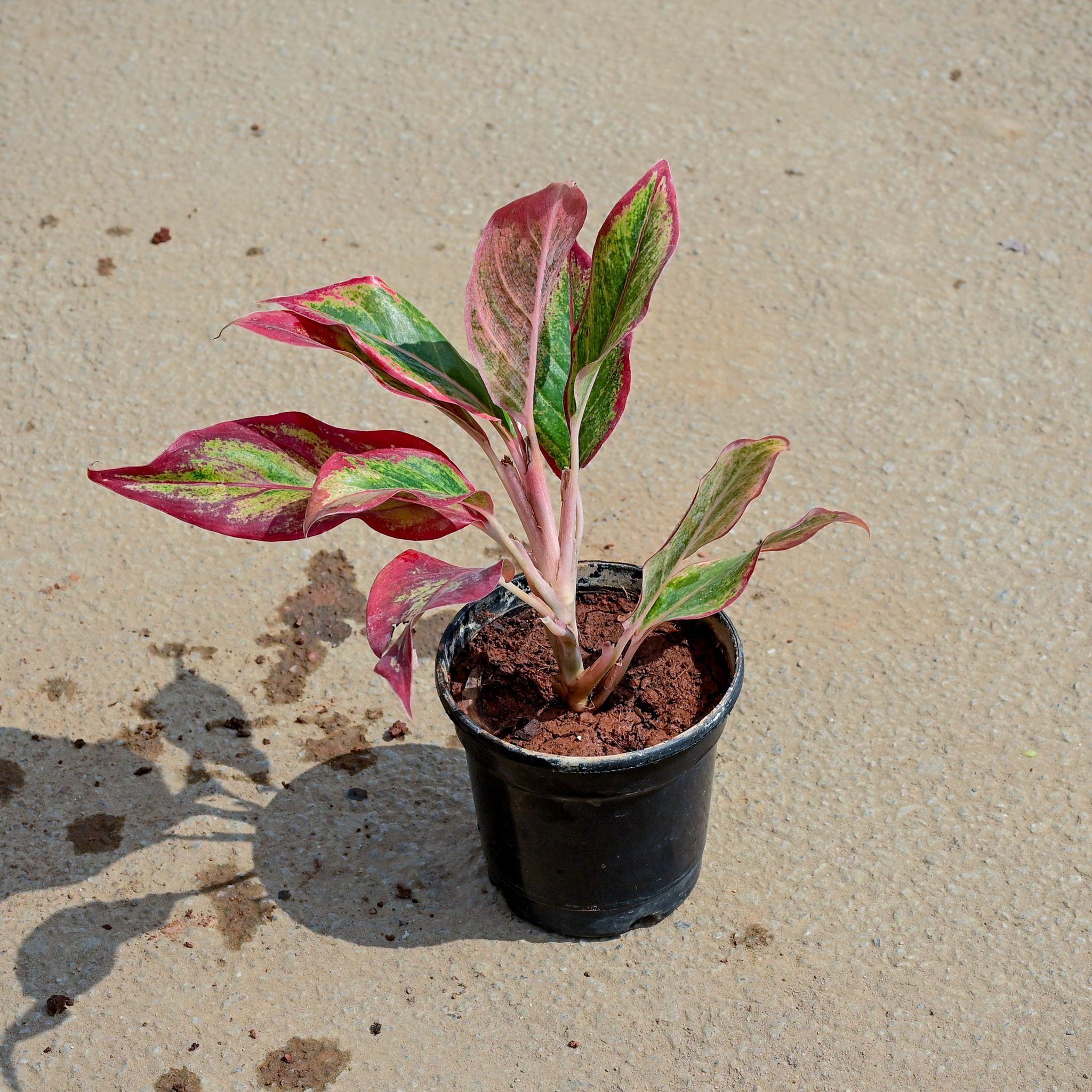 Aglaonema Lipstick in 5 Inch Black Nursery Pot