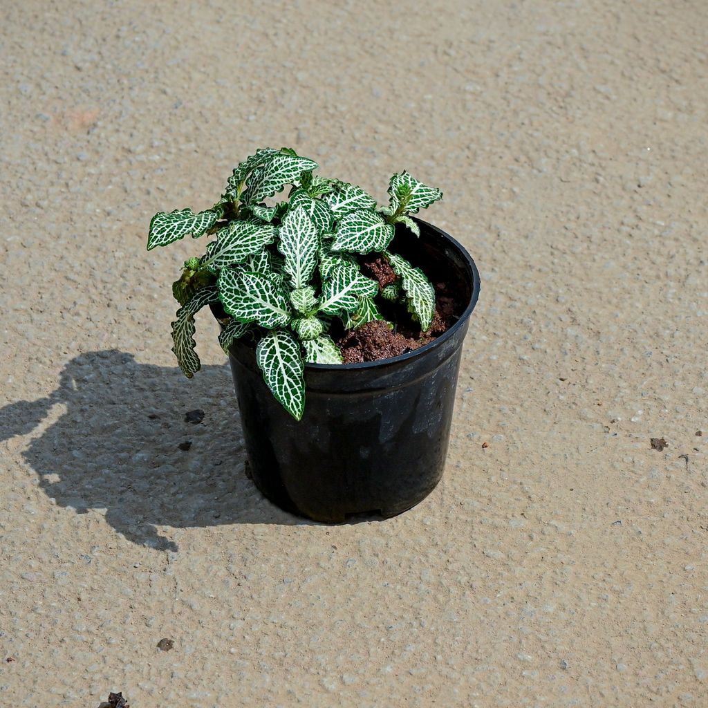 Buy Fittonia / Nerve Plant White Brocade in 5 Inch Nursery Pot Online | Urvann.com Fittonia / Nerve Plant White Brocade in 5 Inch Nursery Pot