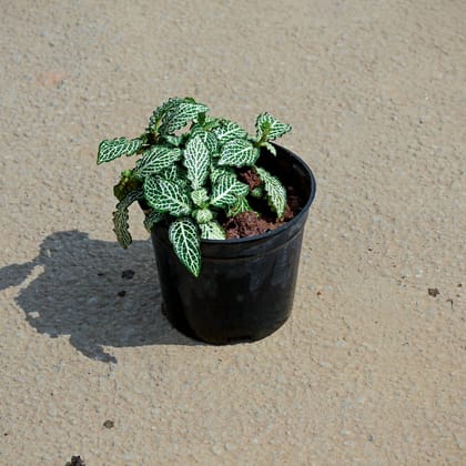 Buy Fittonia / Nerve Plant White Brocade in 5 Inch Nursery Pot Online | Urvann.com