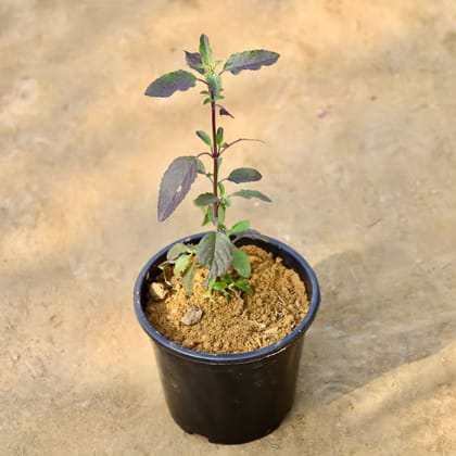Shyama Tulsi  in 6 Inch Nursery Pot
