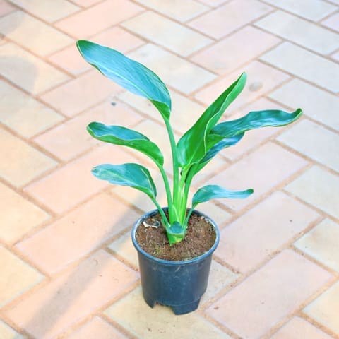 Bird of Paradise ( ~ 1 Ft) in 5 Inch Nursery Pot
