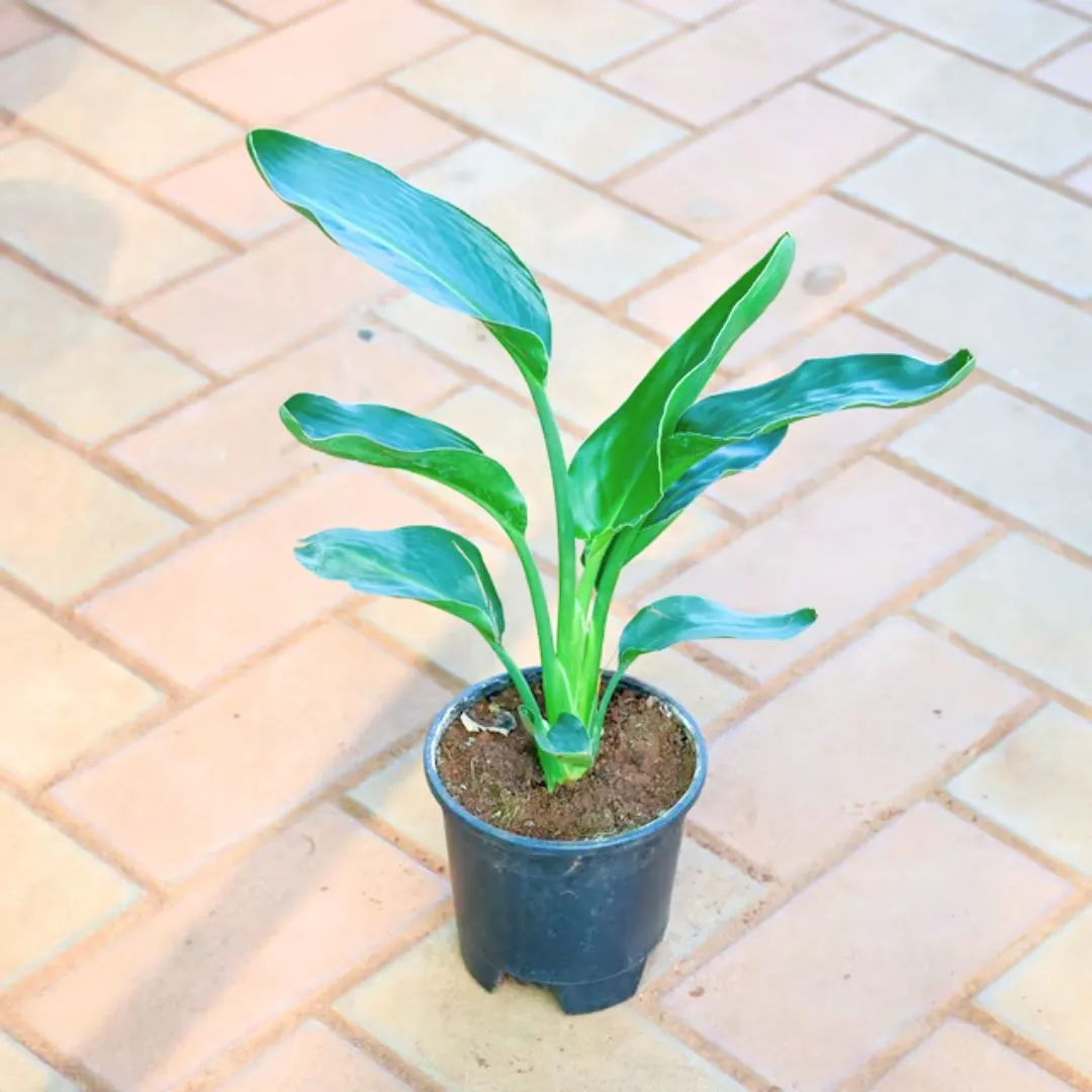 Bird of Paradise ( ~ 1 Ft) in 5 Inch Nursery Pot