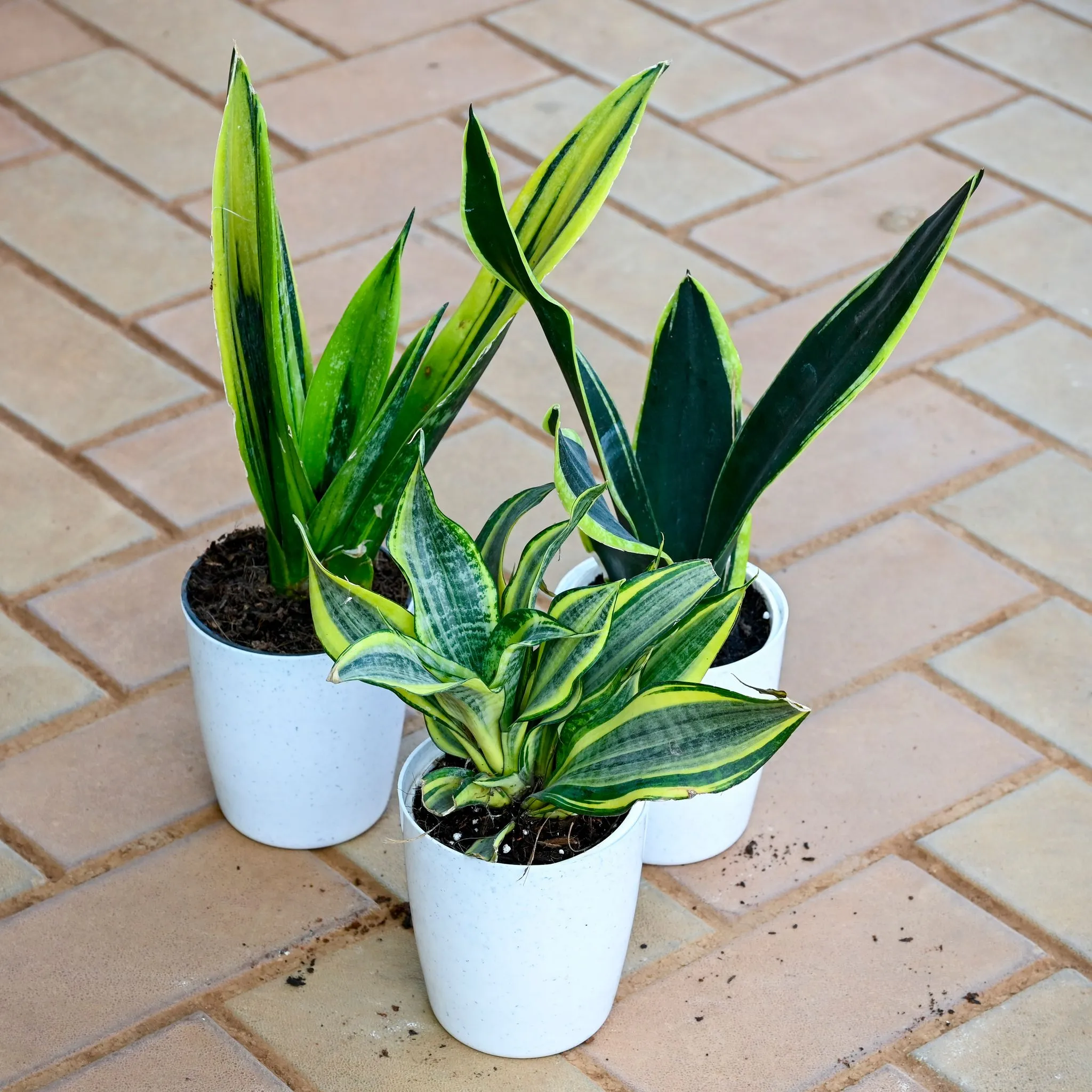 Set of 3 - Snake Plant (Yellow Vareigated, Green & Yellow Dwarf Vareigated) in 5 Inch White Sphere Plastic Pot