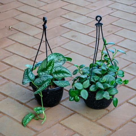 Set of 2 - Money Plant Silver & Peperomia Green in 5 Inch Black Hanging Basket