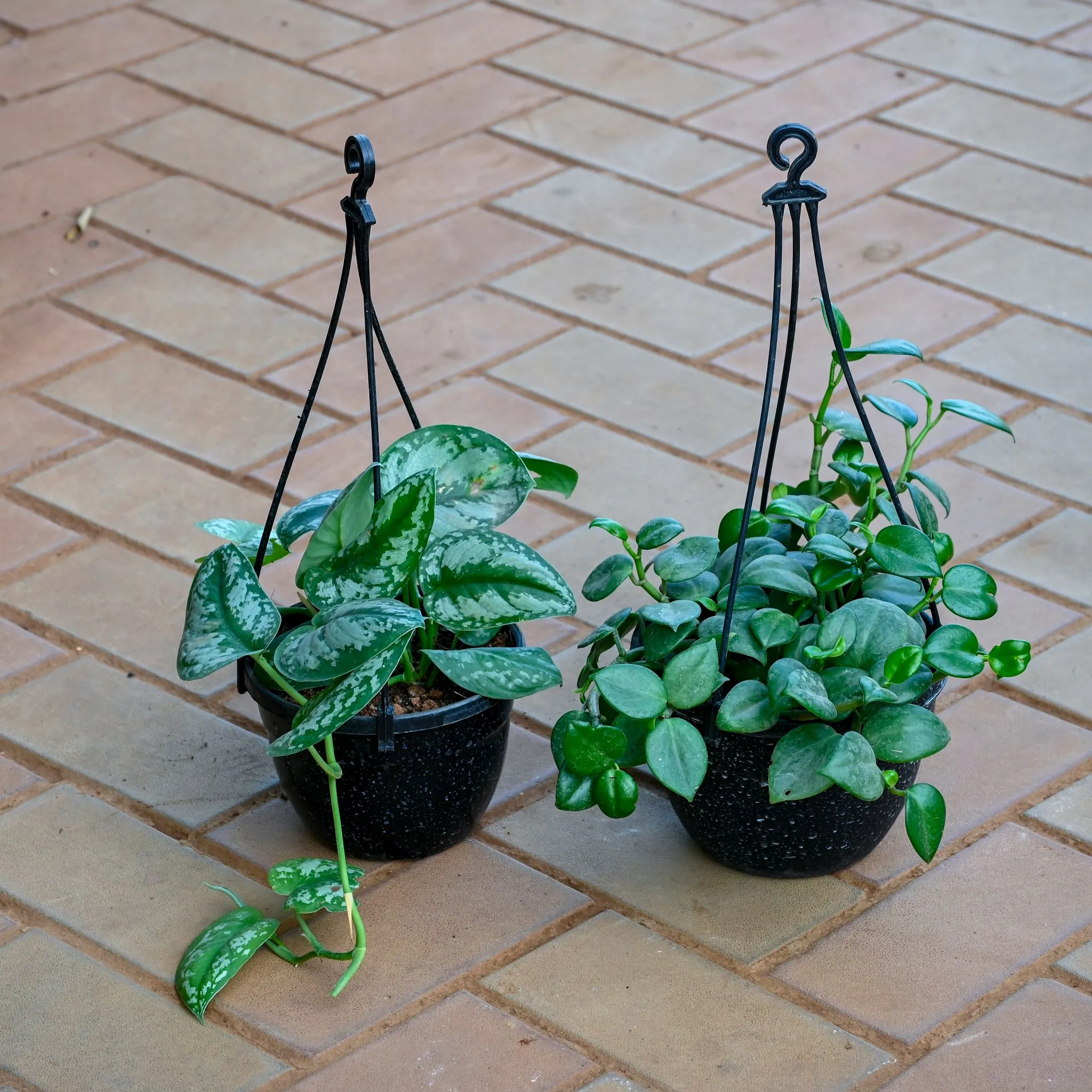 Set of 2 - Money Plant Silver & Peperomia Green in 5 Inch Black Hanging Basket