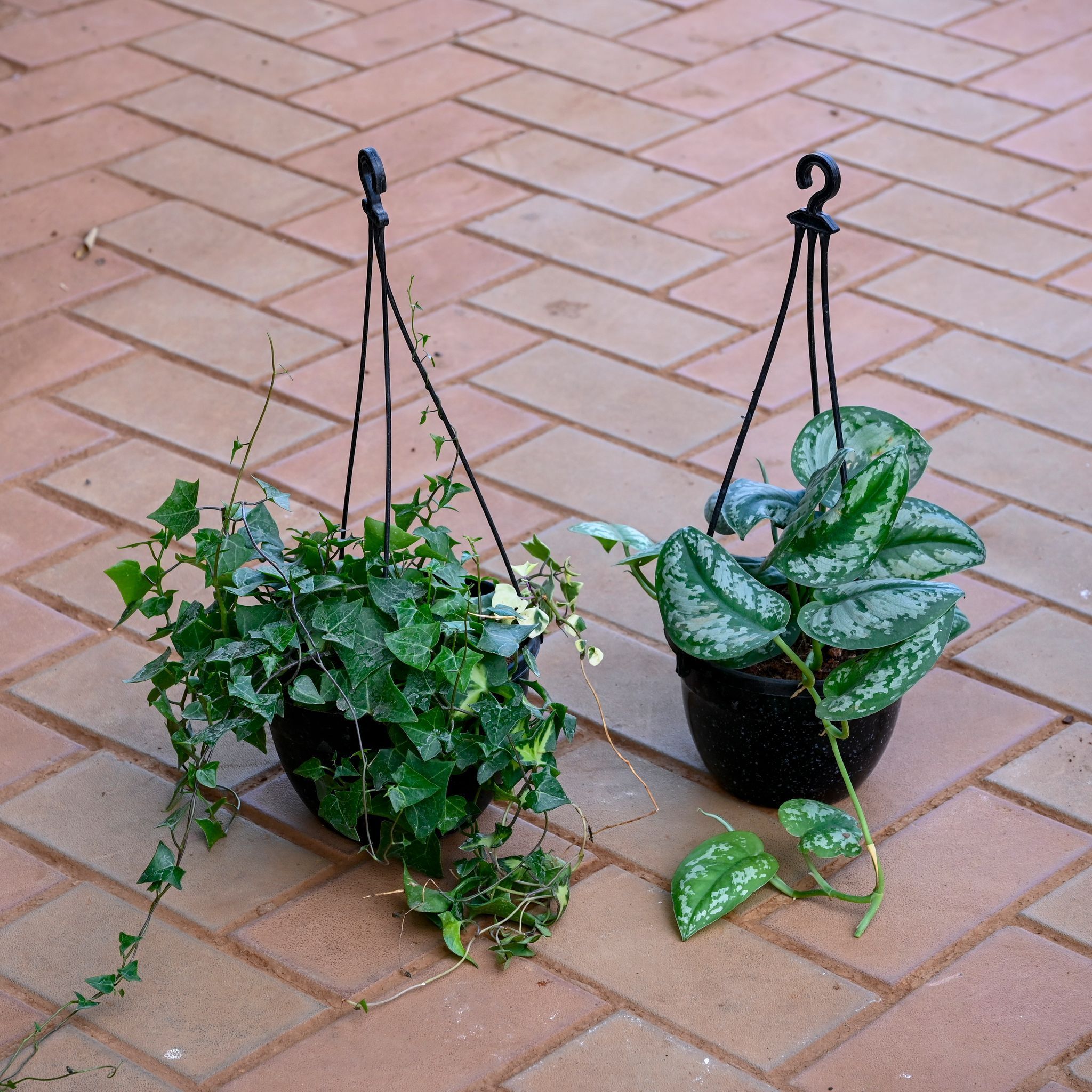 Set of 2 - English Ivy Green & Money Plant Silver in 5 Inch Black Hanging Basket