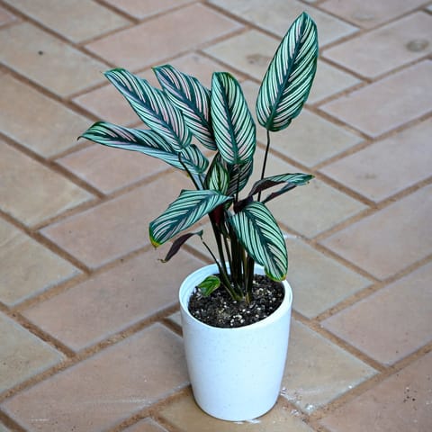 Calathea Pin Stripe in 5 Inch White Sphere Plastic Pot