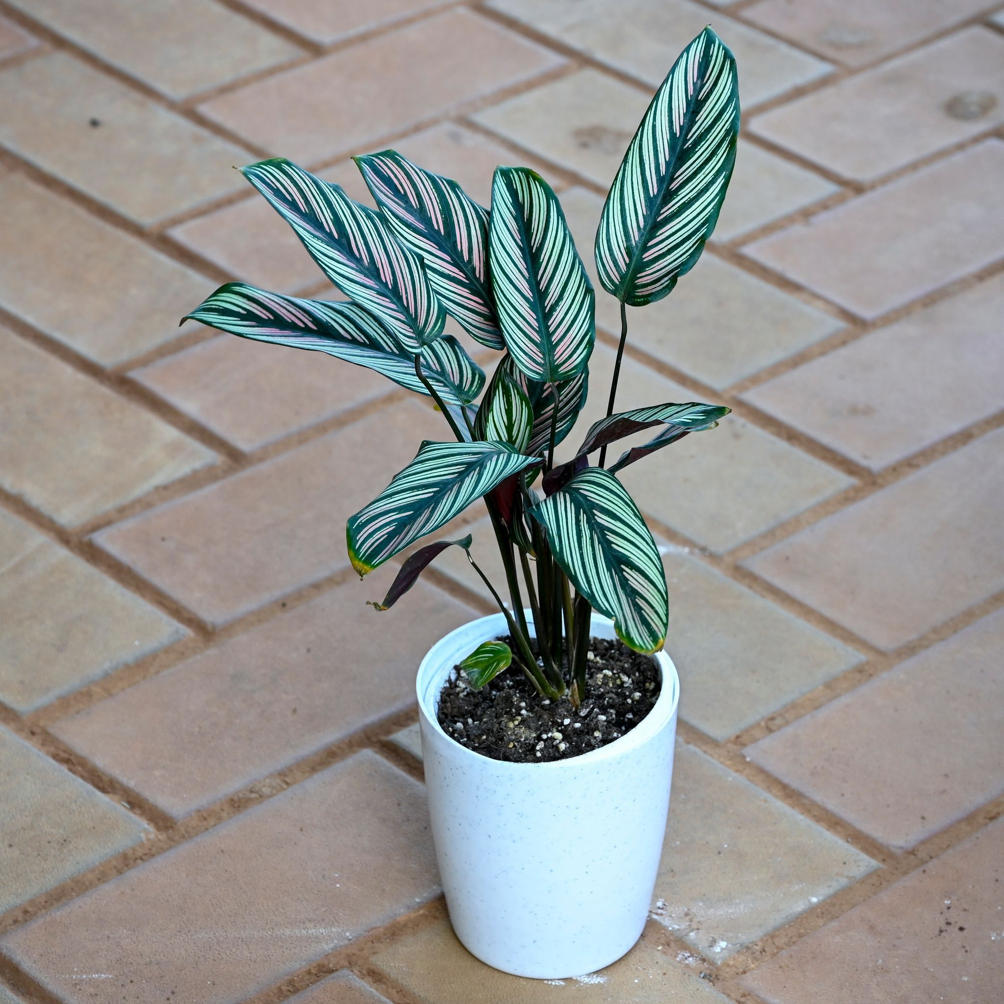 Calathea Pin Stripe in 5 Inch White Sphere Plastic Pot