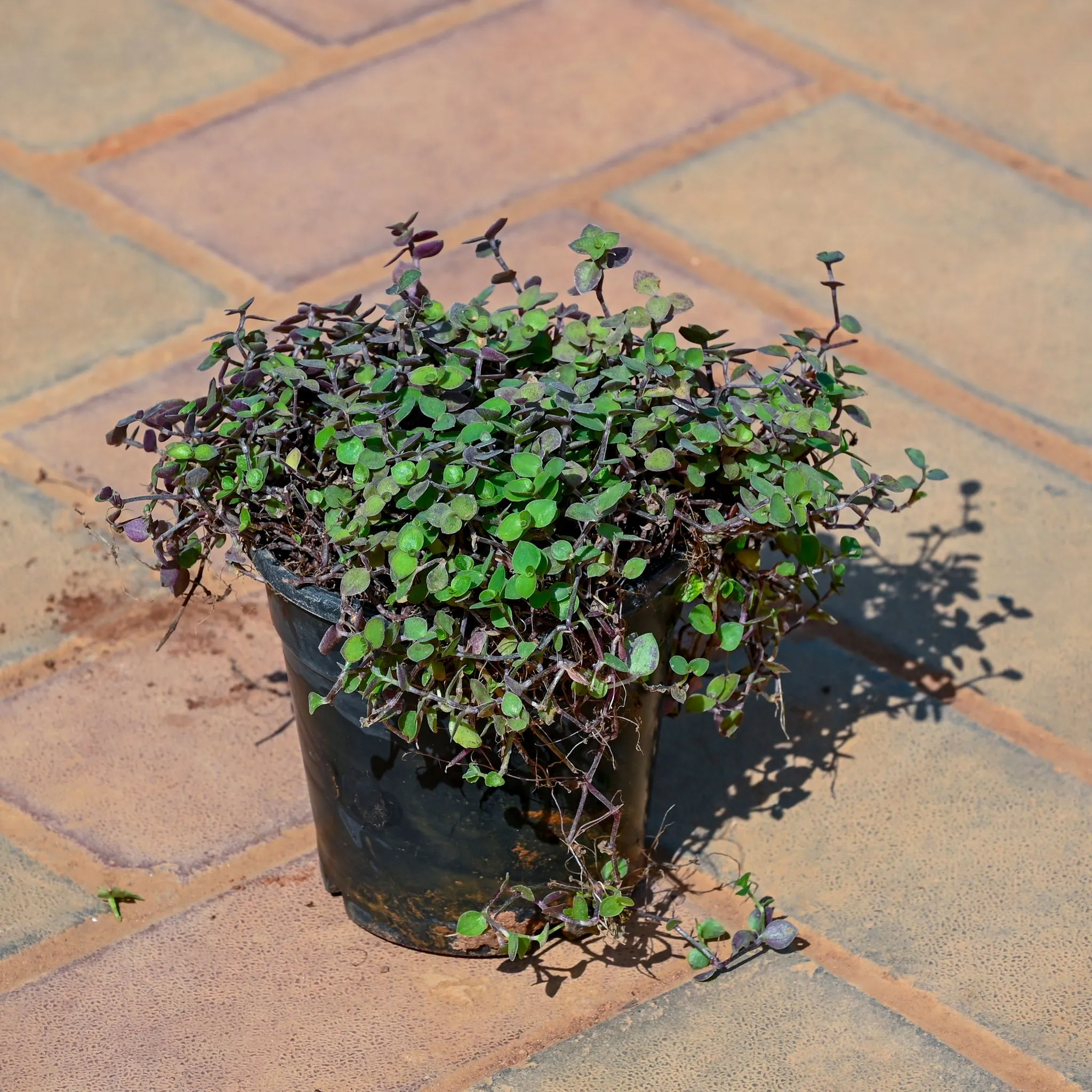 Black Vine in 5 Inch Nursery Pot