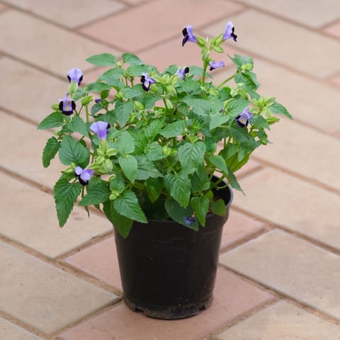 Torenia / Wishbone Blue in 5 Inch Nursery Pot