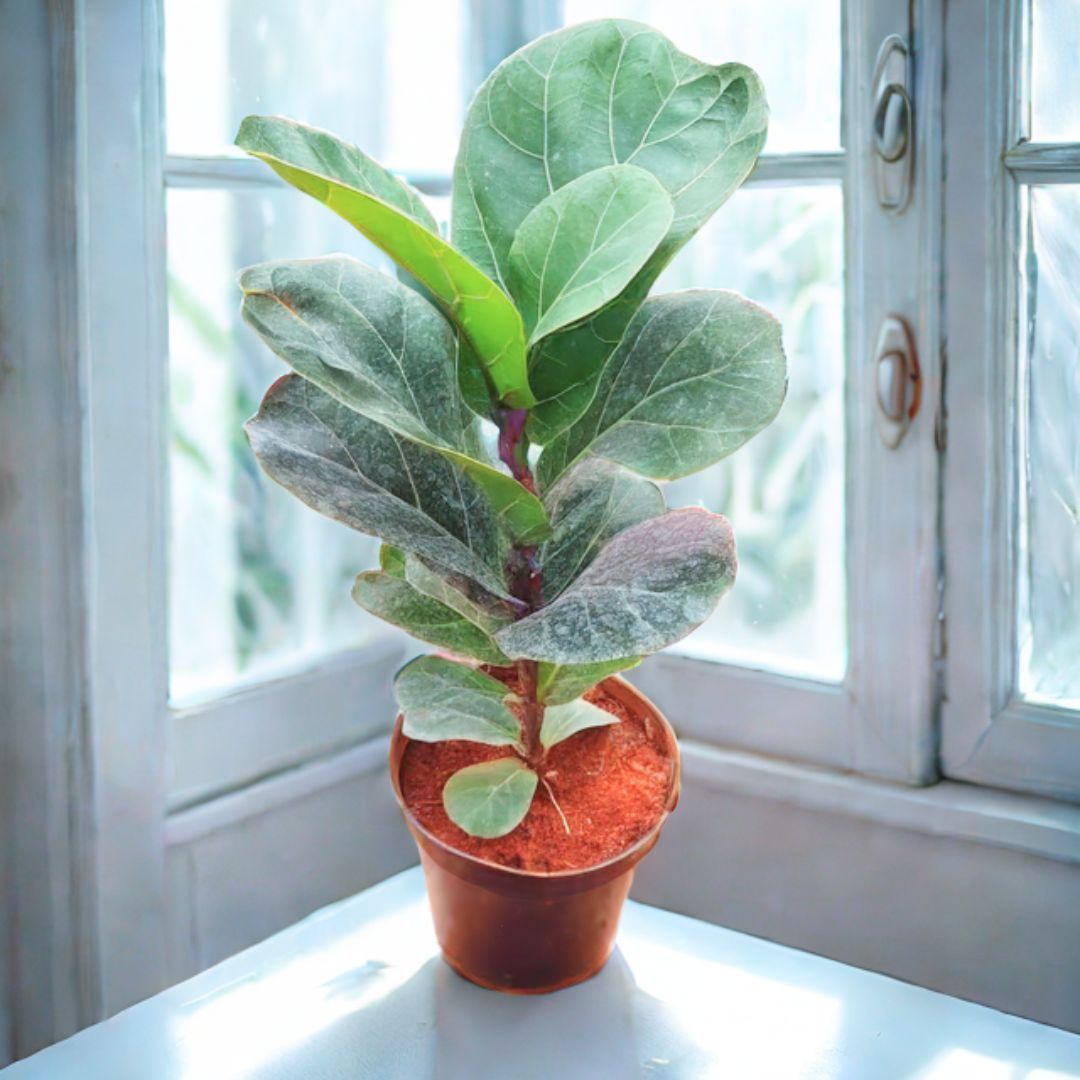 Fiddle Leaf Fig / Ficus Lyrata (~ 1.5 Ft) in 4 Inch Nursery Pot