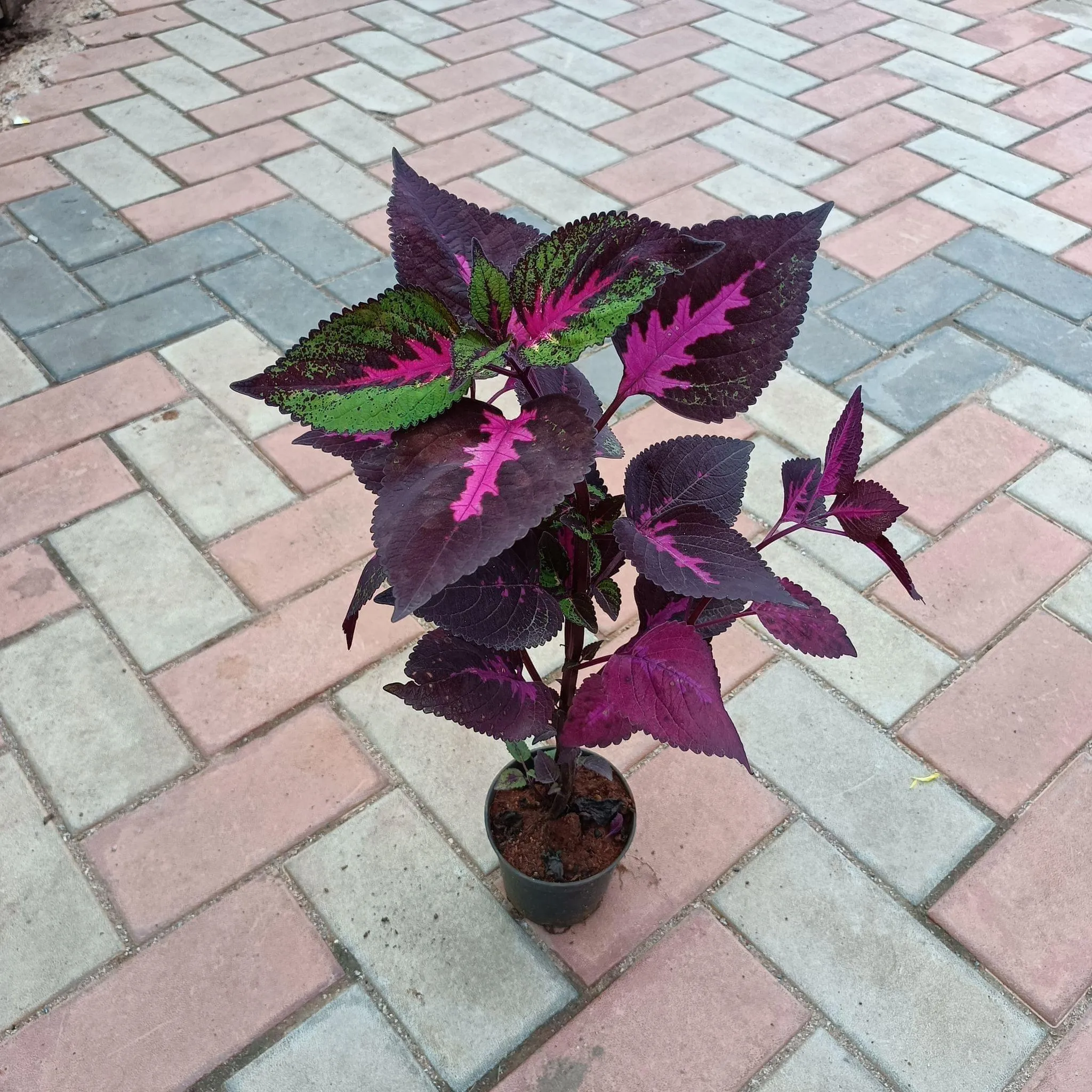 Coleus Red in 4 Inch Nursery Pot